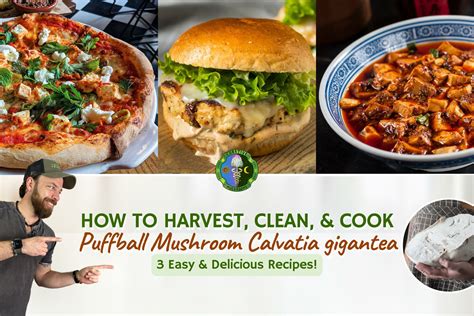 Delicious Puffball Mushroom Recipes to Try Today